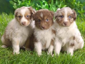 Australian Shepherd Puppies Wallpaper