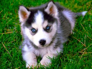 Siberian Husky HD Wallpaper