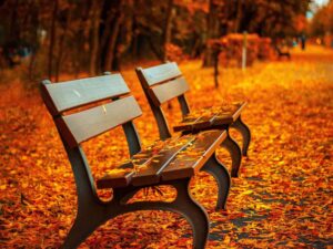 Autumn Park Benches Wallpaper