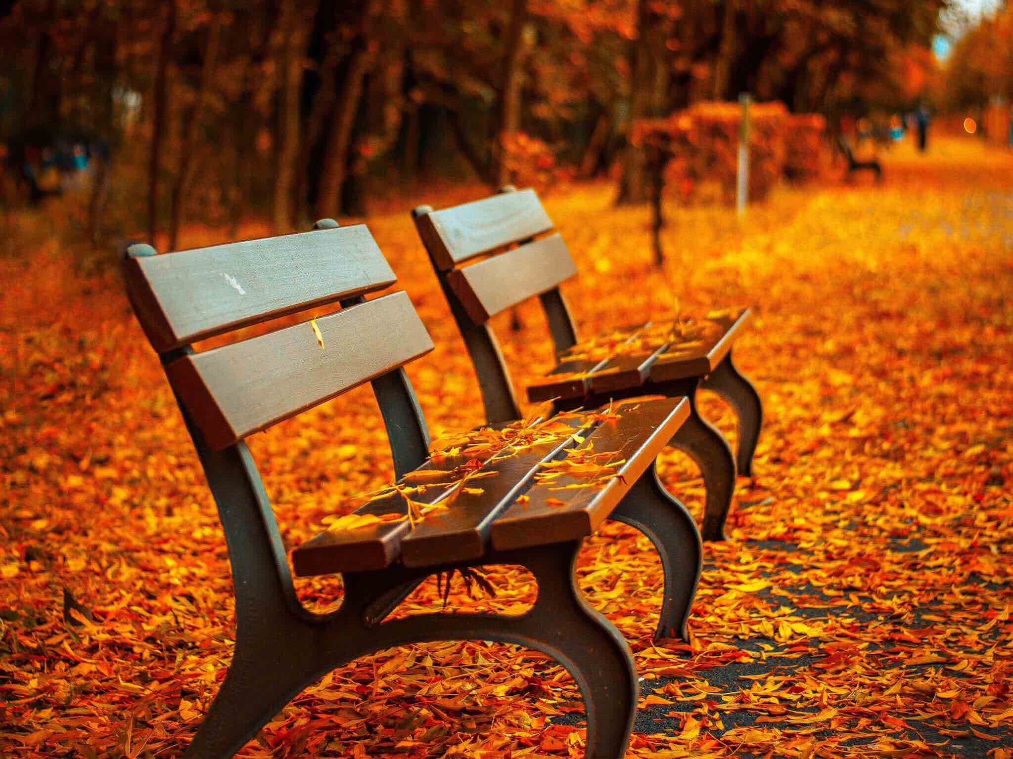 Autumn Park Benches Wallpaper Hd Backgrounds Free Downloads